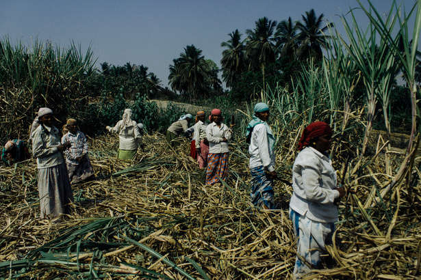 Group of black women working on sugar cane plantation